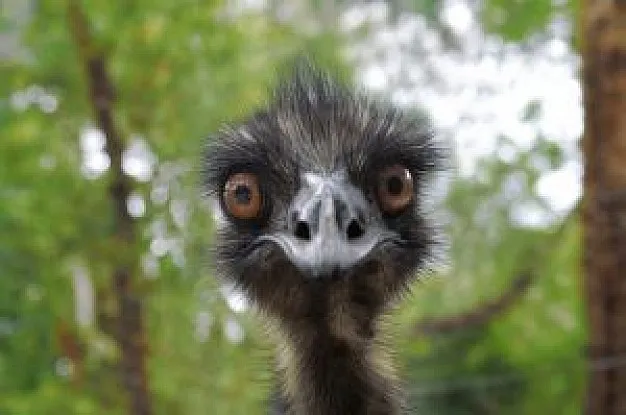 cheeky emu.jpg