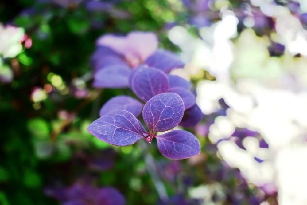 Purple lea.JPG