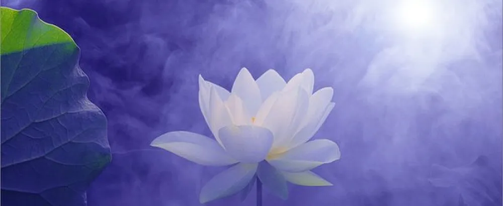 Moon Lotus.jpg