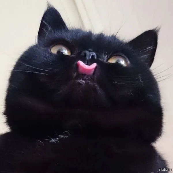CAT TUNGUE.jpg