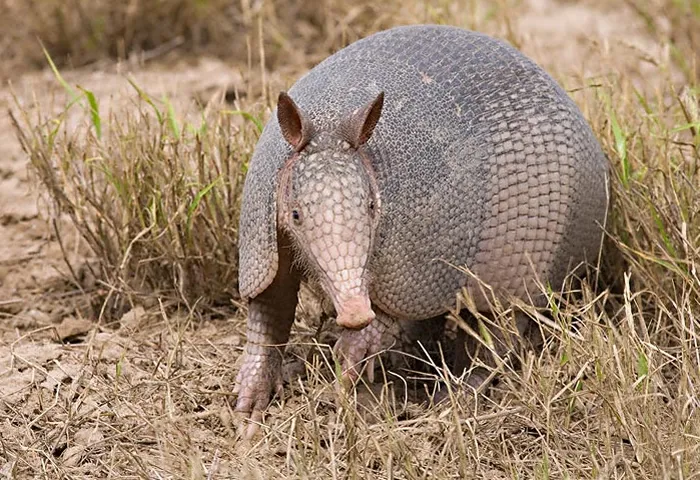 armadilloimg.jpg