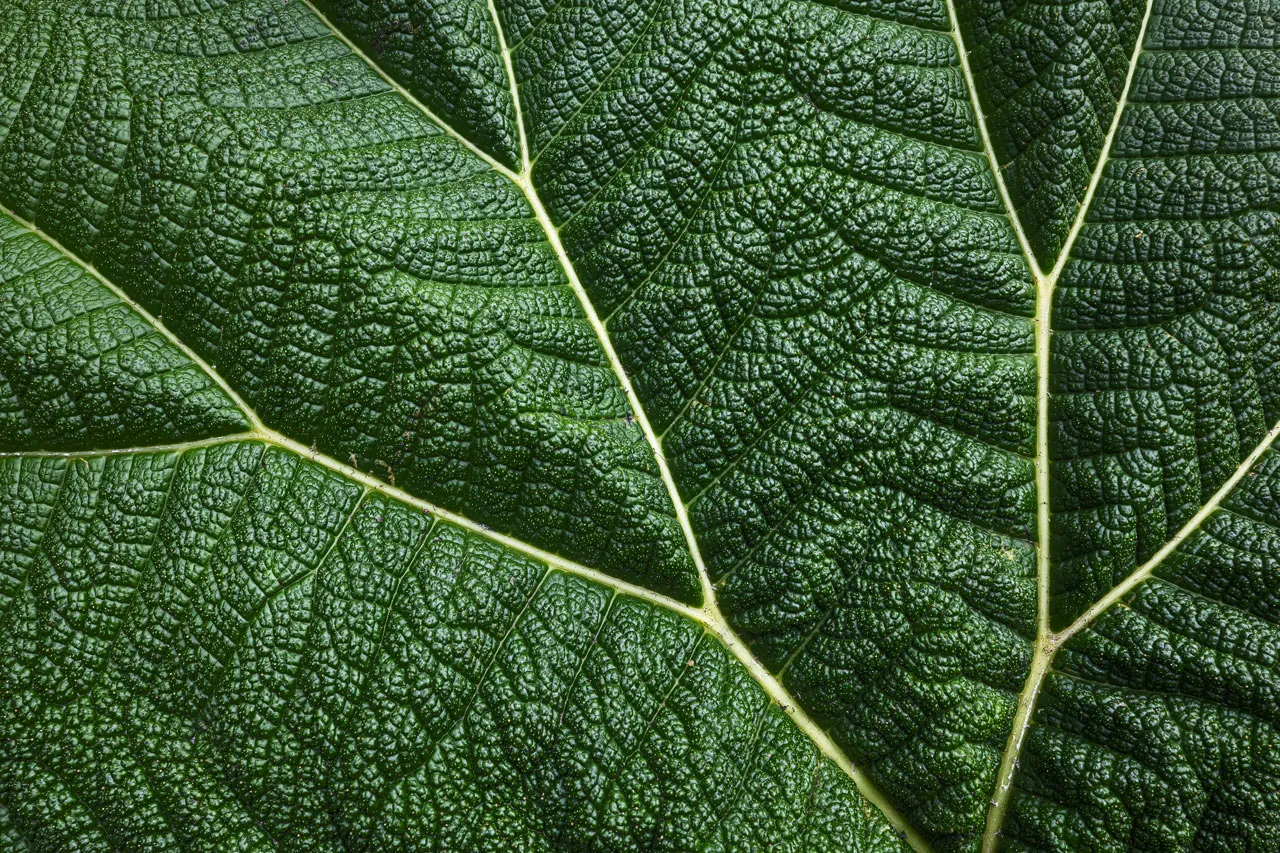 Catarata Toro Vegetation