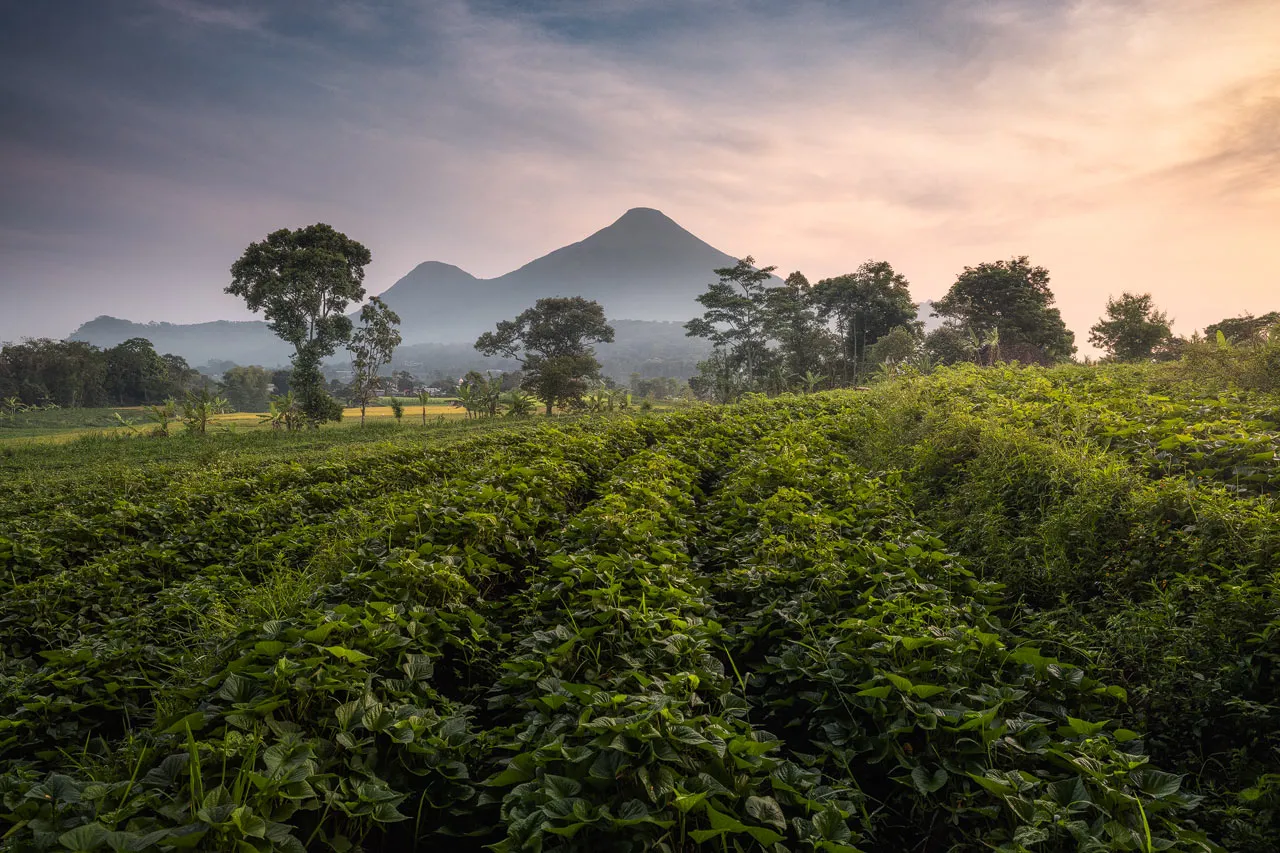 Selotapak Java Indonesia