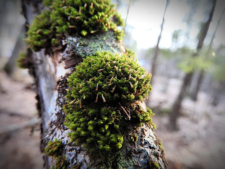 Wordless Wednesday Woods Walk