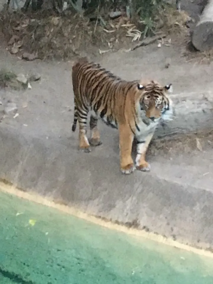 Vanja Avedal, Jeronimo Rubio, Los Angeles Zoo, 2017, Los Angeles California (9).jpg