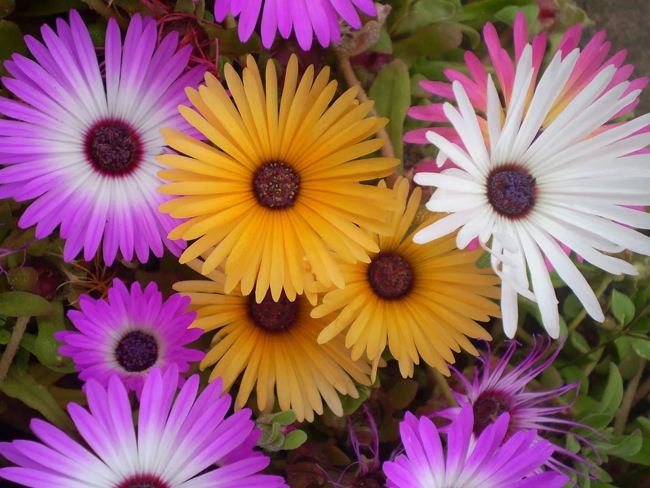 flowers-succulent-colourful-plants-fields-desert-daisies-arid-rockery-beauty-sky-flower-hd-live-wallpaper.jpg