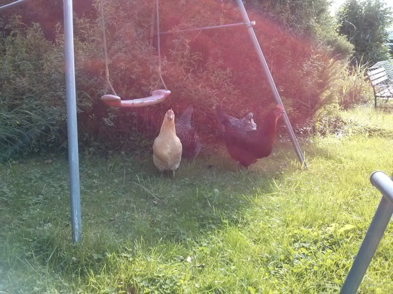 Chickens 2