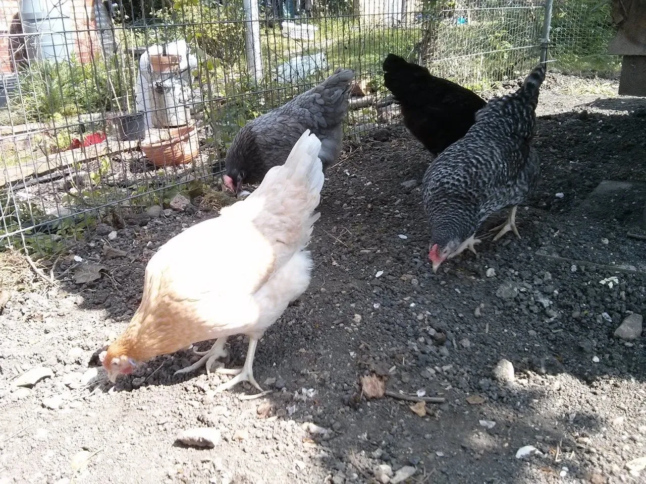 Chickens