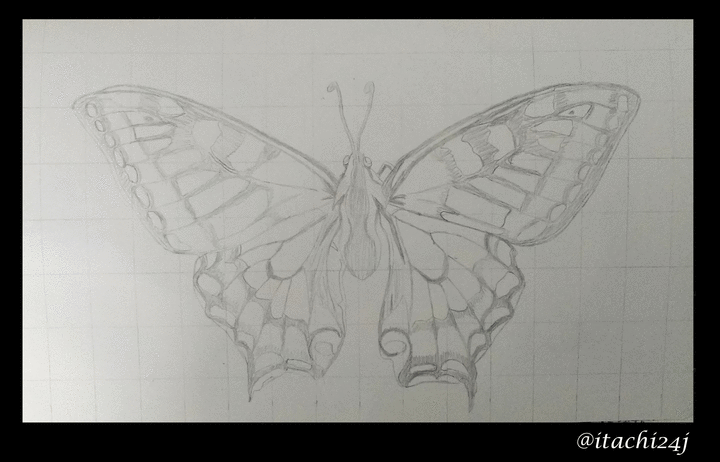 mariposa