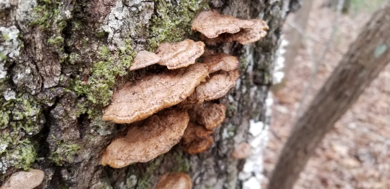 Mushrooms growing on old tree trunk