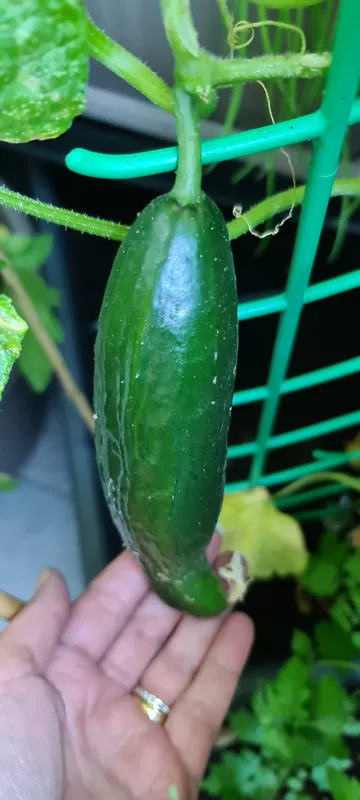 Almost fully grown Cucumber