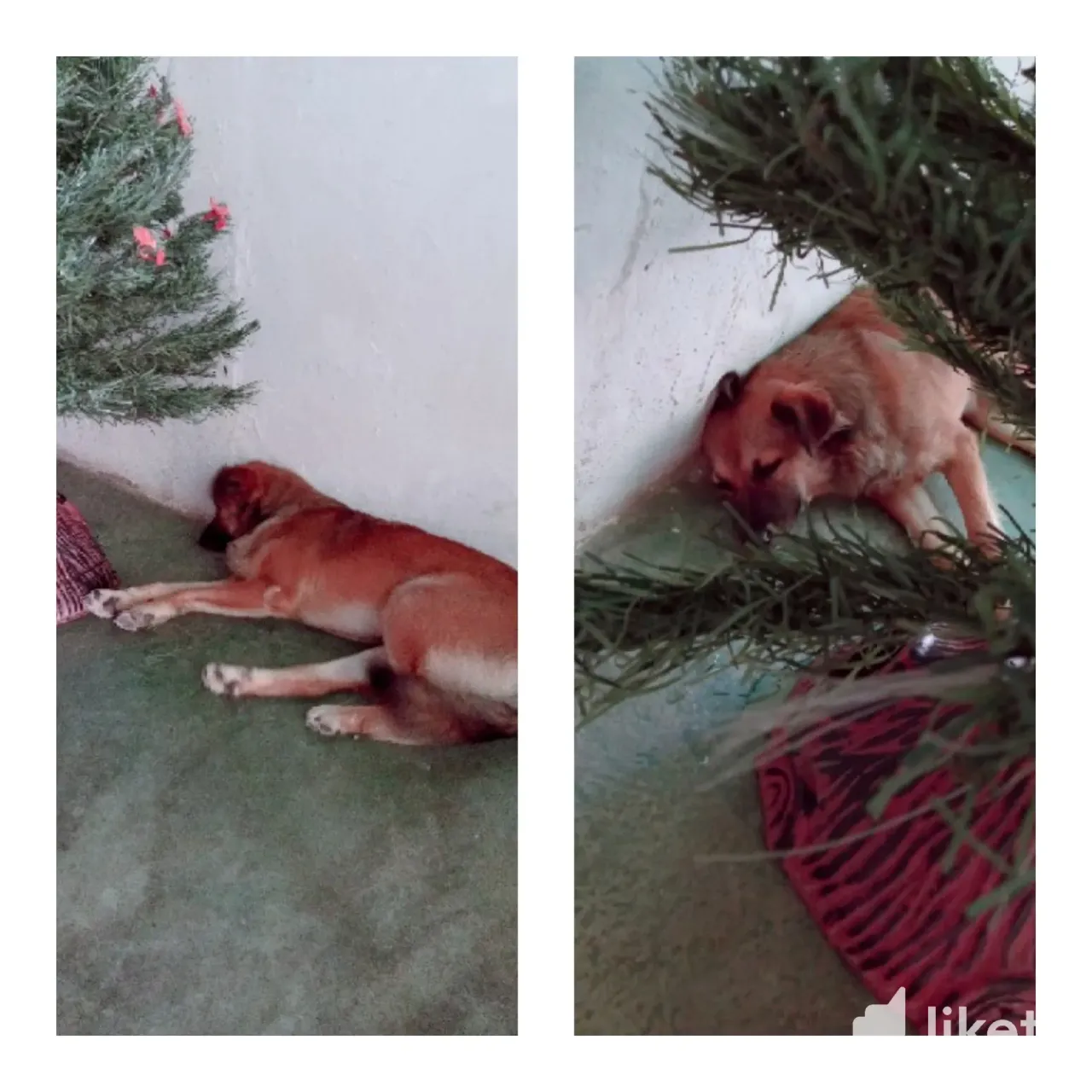BUh84KfVf6dh3Jvj_Picsart_24-11-20_17-44-55-557.webp