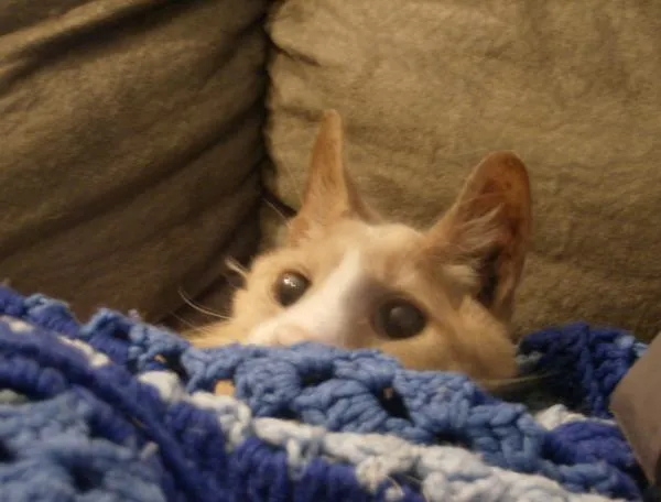 Butterscotch buried in a blanket with big eyes.jpg