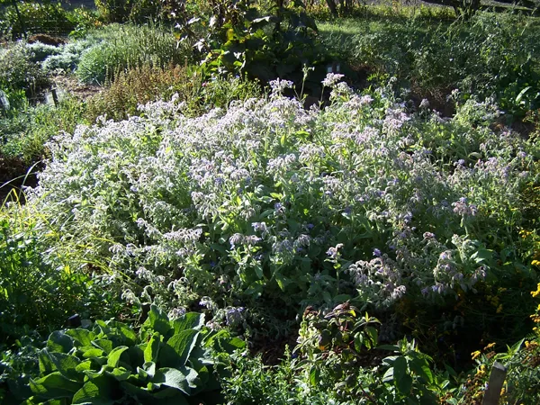 New Herb - Row 2, borage crop September 2019.jpg