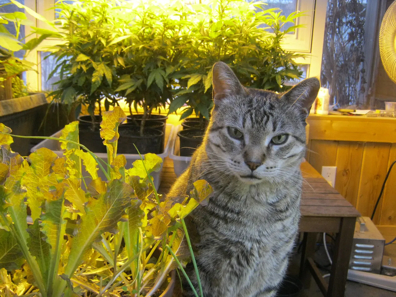 JJ by lettus with cannibis plant in background.JPG