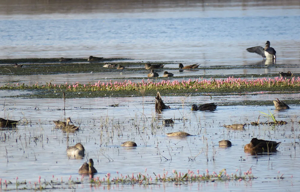 ducks swimming and feeding around highlighted band of pink water plants.JPG