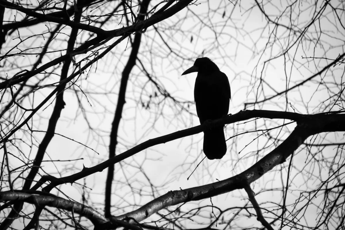 bird_tree_black_and_white_sadness_nature_beak_fly_animal_1278238.jpg