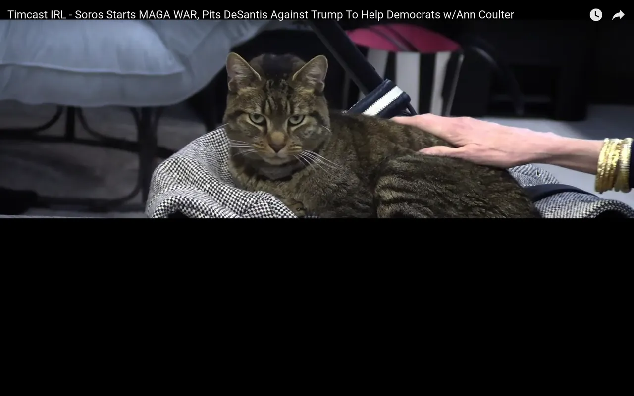 Screenshot at 2023-02-17 17-56-18 Tim Pool Cast Cat.png