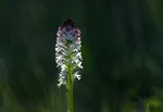 Brand-Knabenkraut (Orchis ustulata var. ustulata)_1795-X.jpg