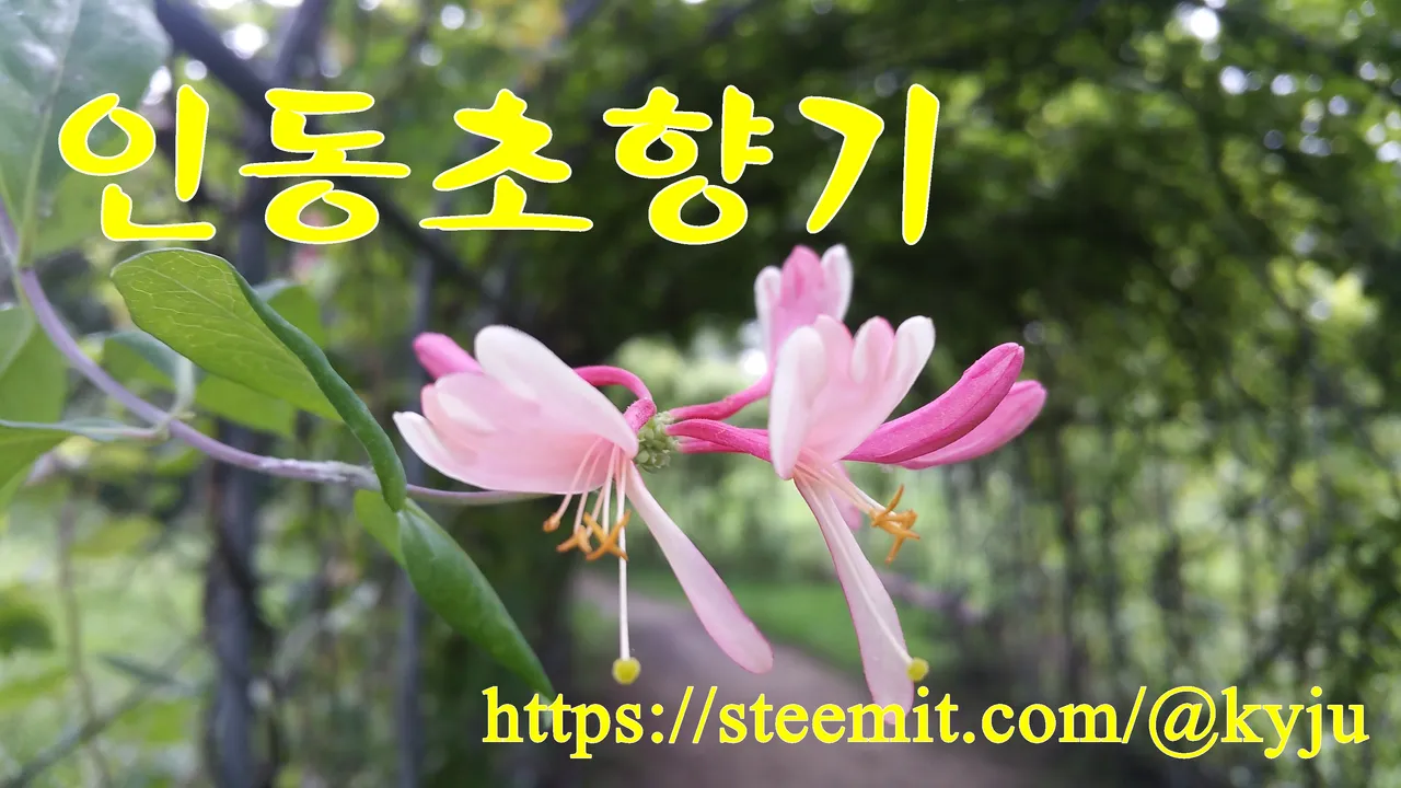 인동초향기-대문.jpg