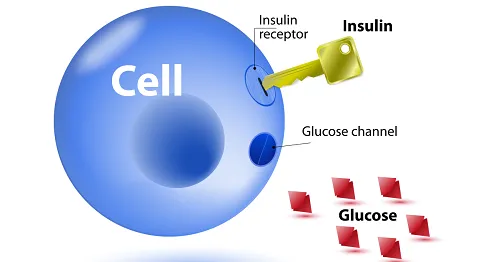 What-is-The-Relationship-Between-Insulin-and-Glucose-in-Diabetes.png