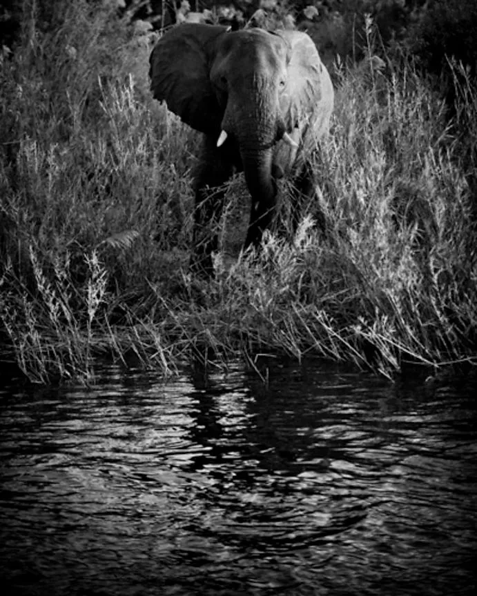 4311-Elephant_alone_in_front_of_the_river_Laurent_Baheux_xgaplus.jpg