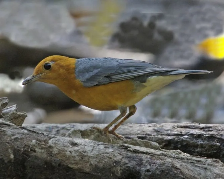 750px-Orange-headed_Thrush_(Zoothera_citrina)_-_Flickr_-_Lip_Kee.jpg