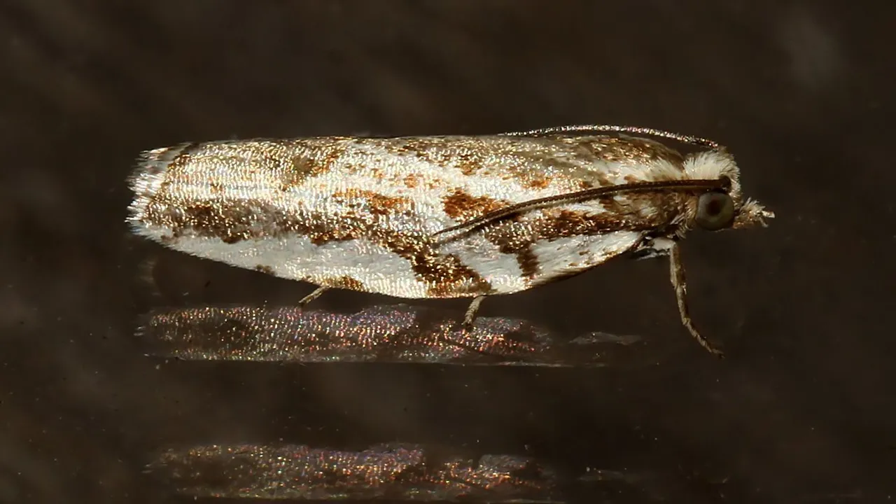Insects Lepidoptera Tortricidae MV BY Tas 2018-02-04.jpg