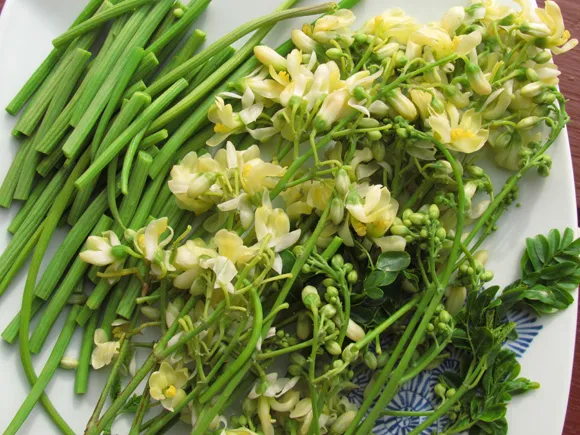 Moringa pods flowers leaves