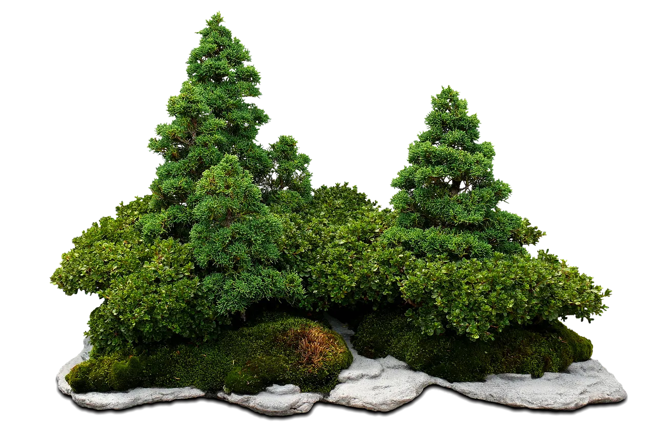 bonsai-1854822_1280.png