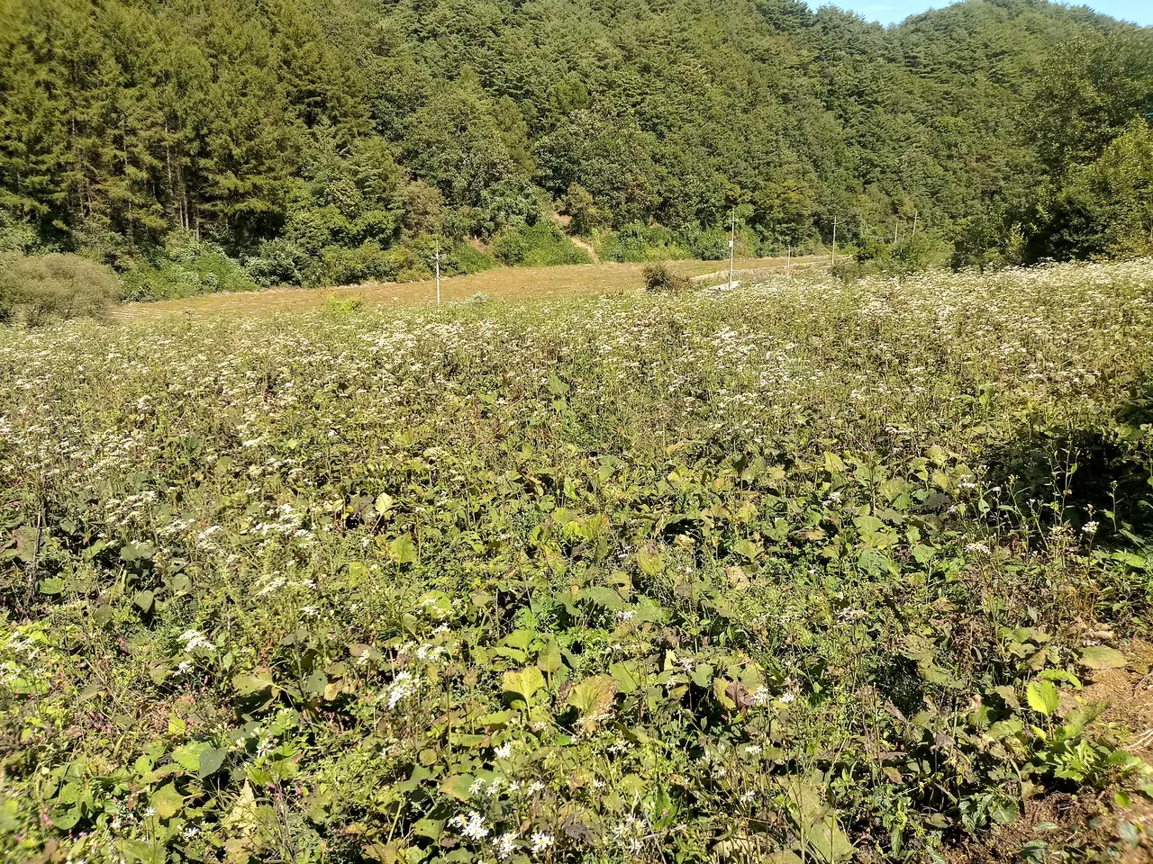 20180924_120834_HDR.jpg