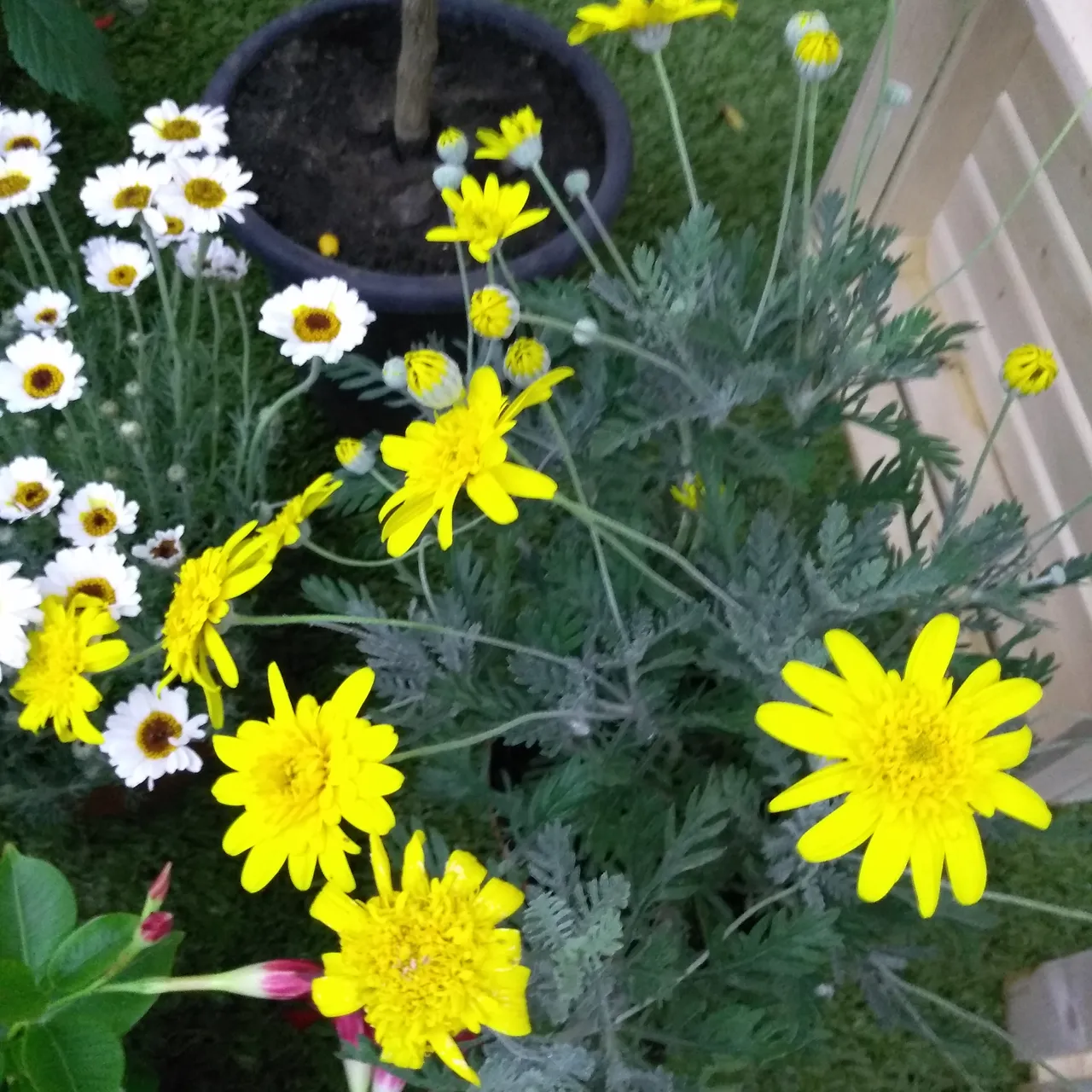 Flowers of living nature #168