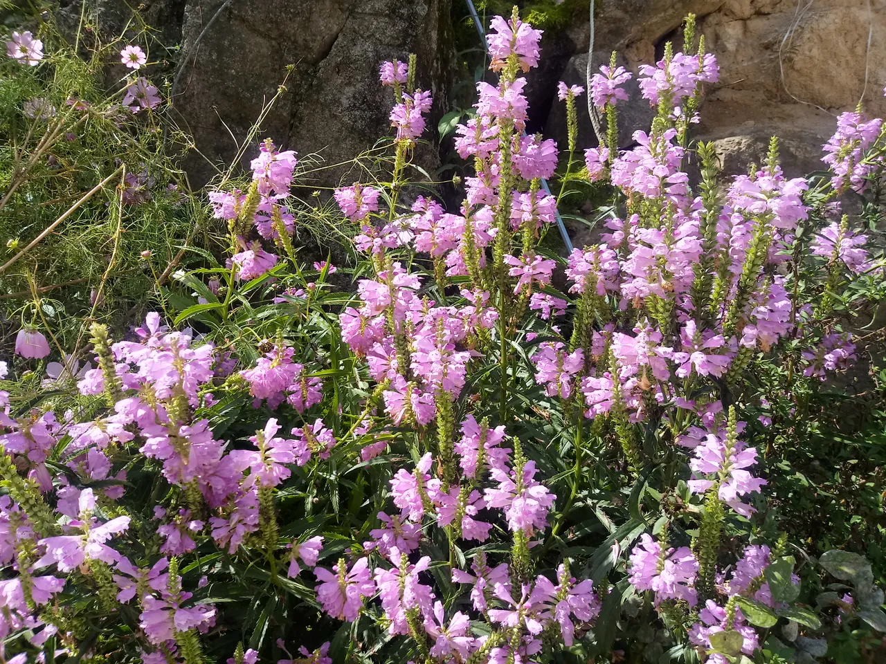 20180924_110727_HDR.jpg
