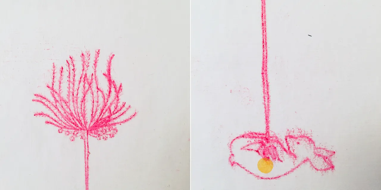pulsatilla_cervus_2.jpg
