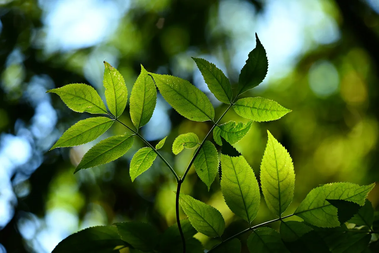 leaves-3616892_1280.jpg