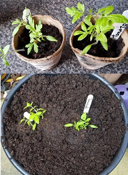 1st Vegetable 6.jpg
