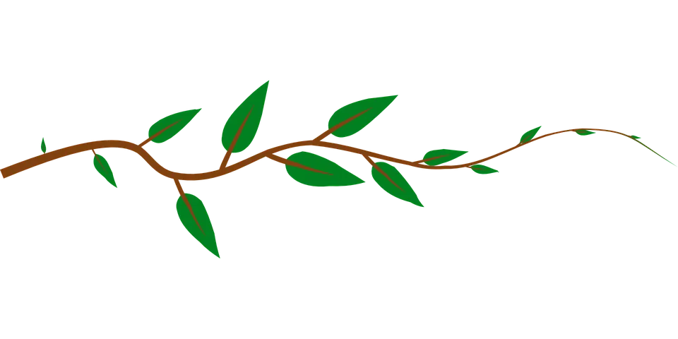 vine-146978_960_720.png