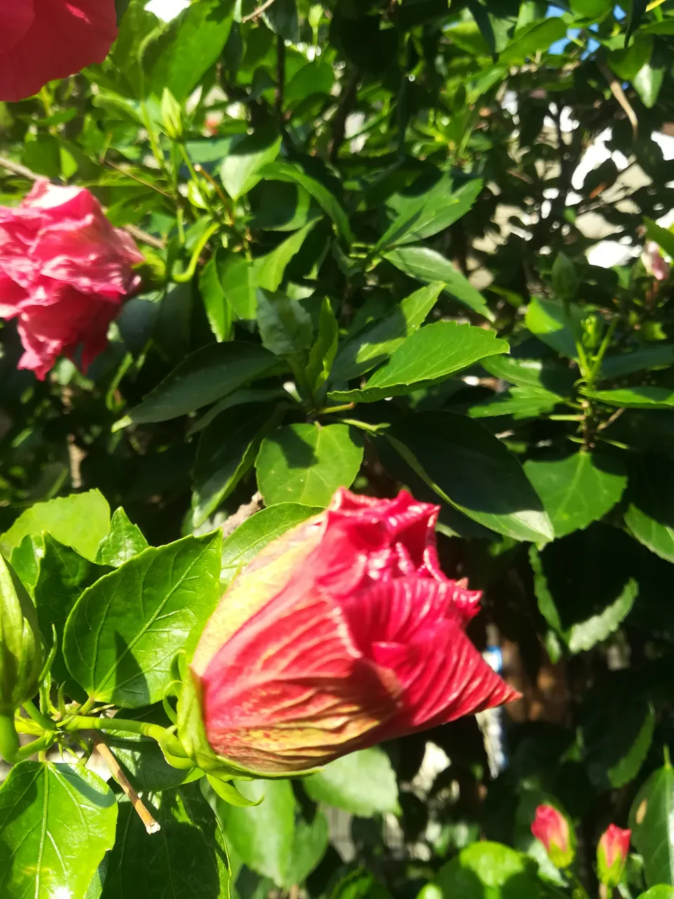 IMG_20190118_073510.jpg