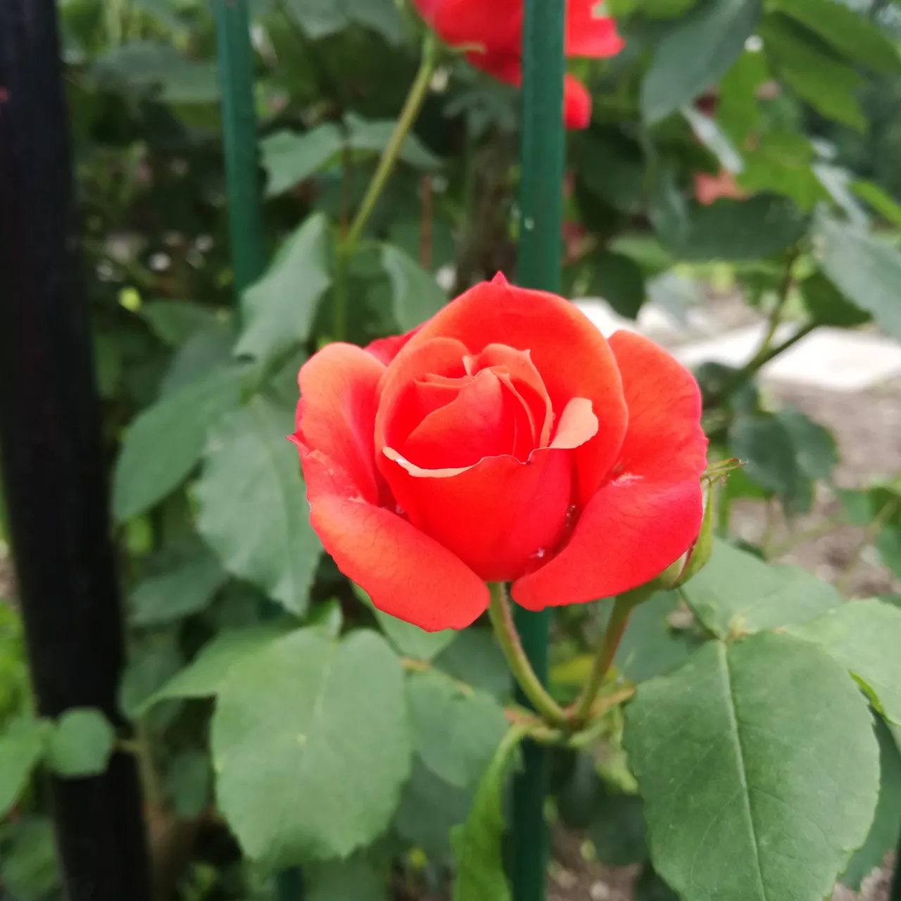 IMG_20180527_184503.jpg