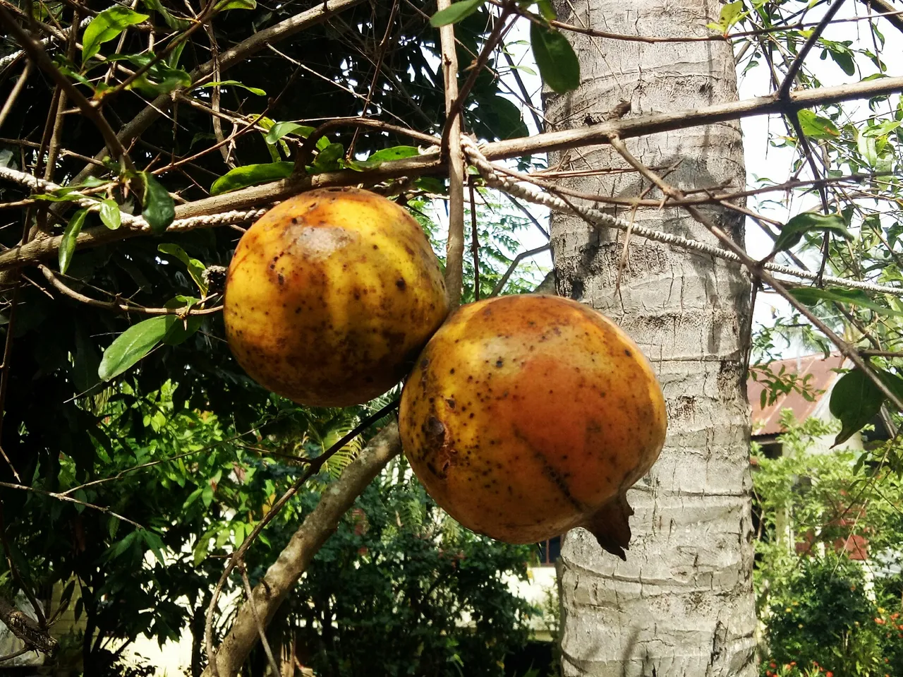 IMG_20180615_100149.jpg