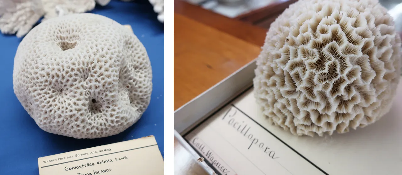 400andWWPocillopora.jpg