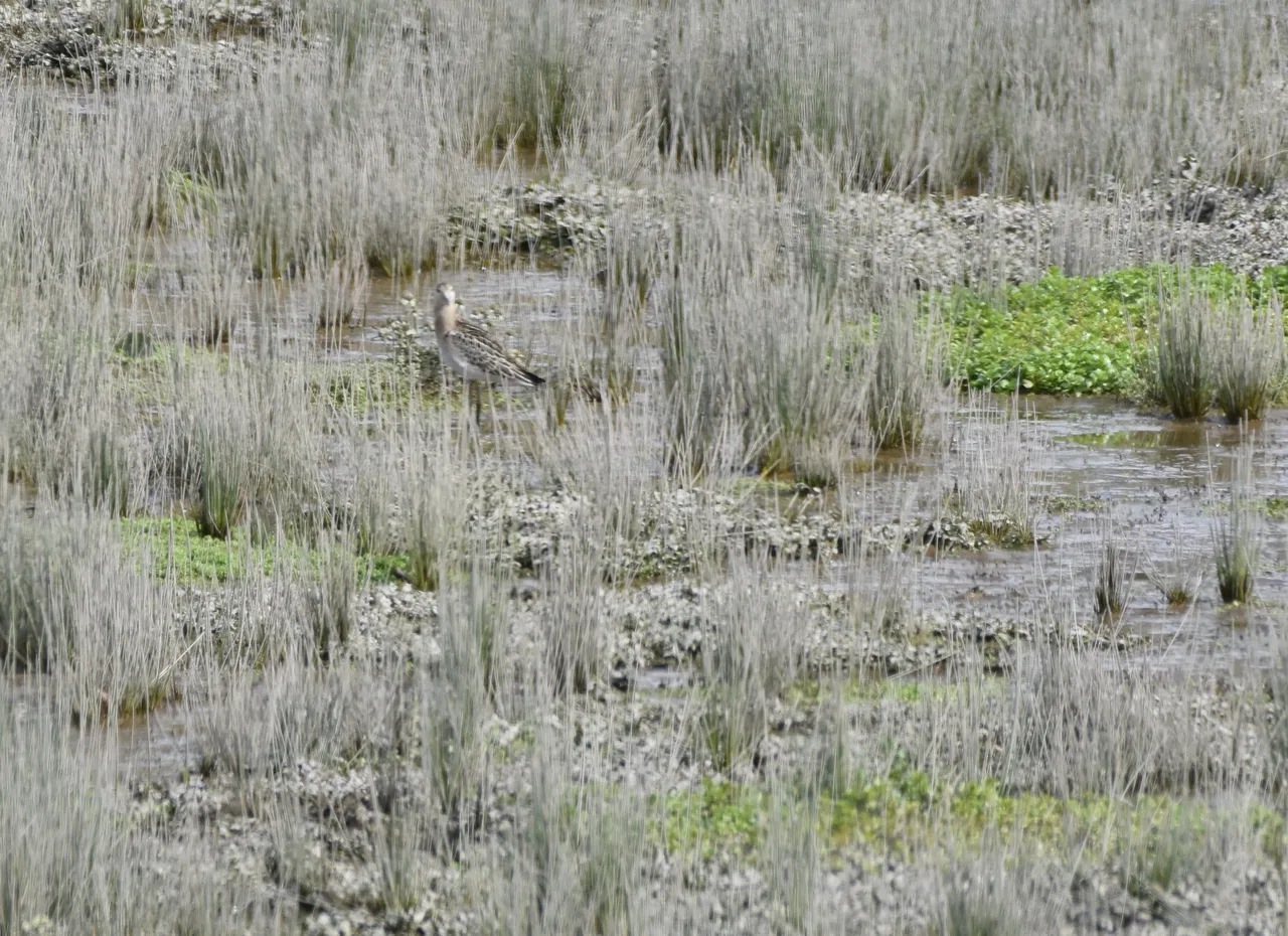 Ruff in habitat.JPG