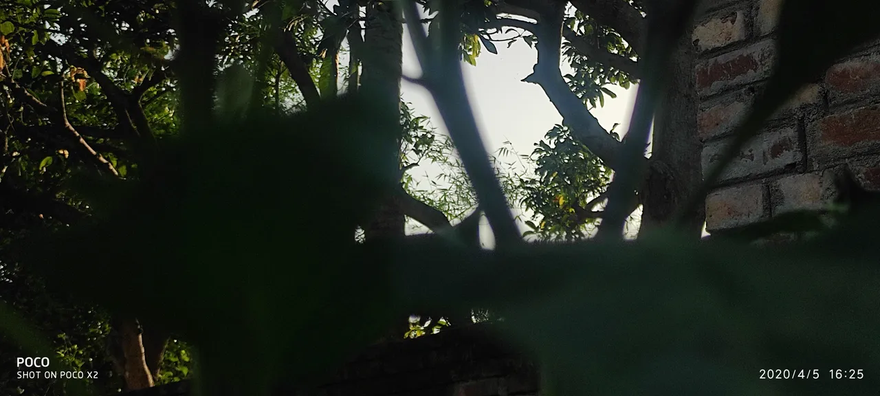 IMG_20200405_162546.jpg