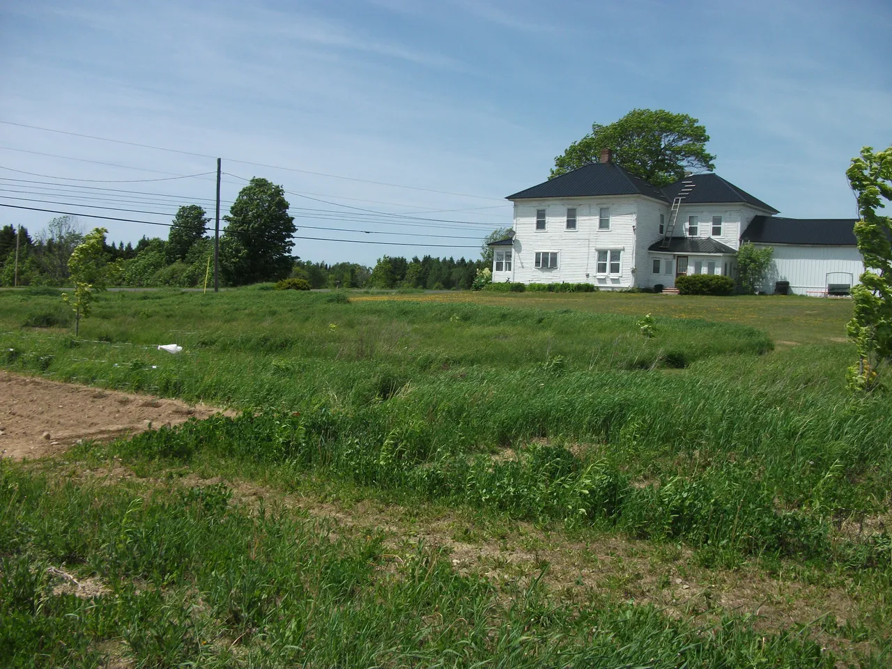 Garden 2018 015.JPG