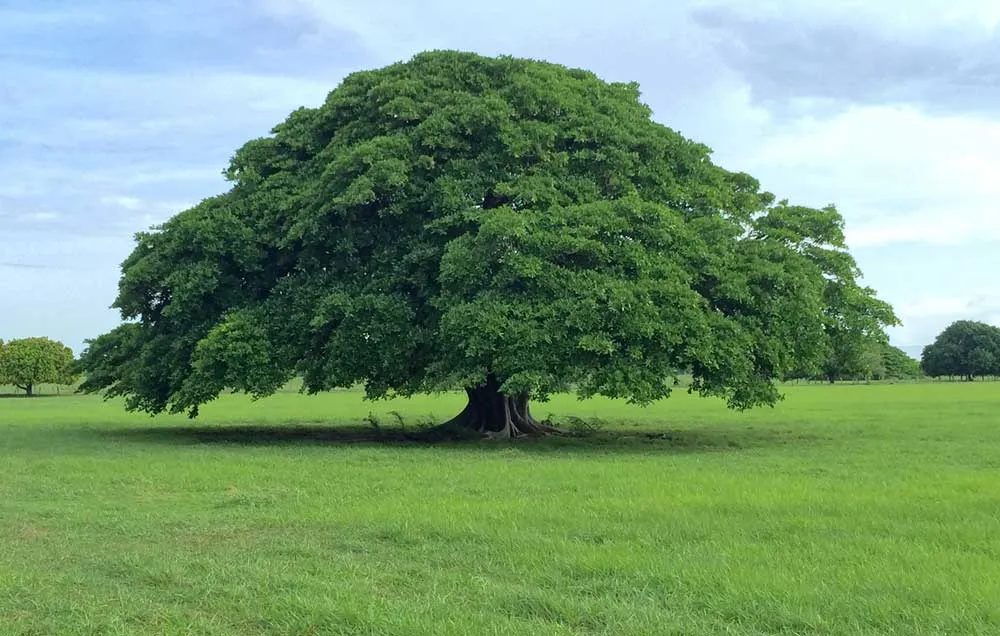 arbol-de-guanacaste.jpg