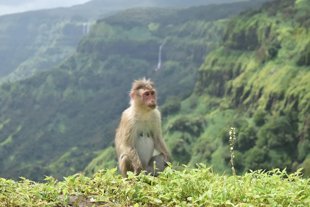 animal-2150969_1280.jpg