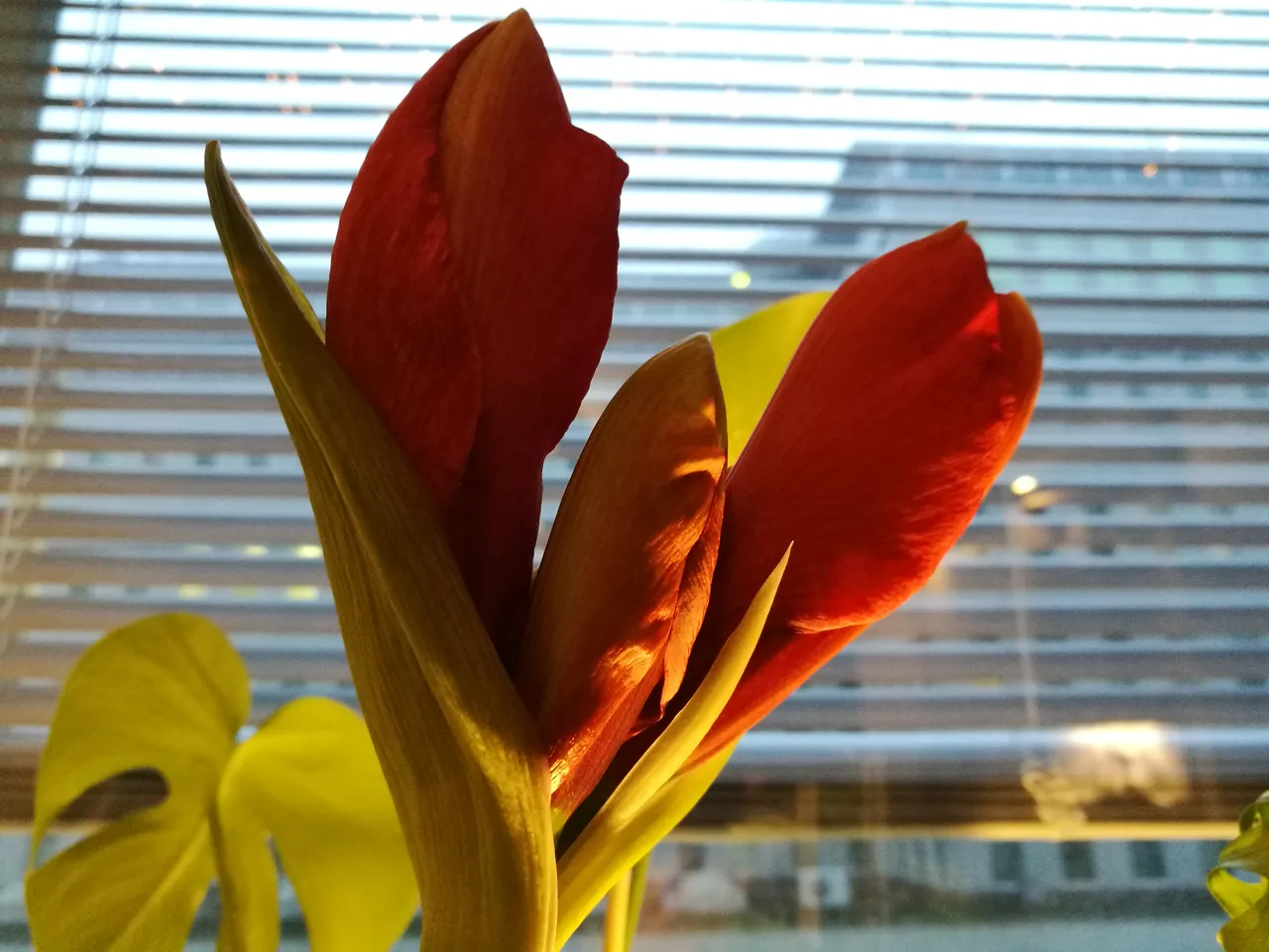 IMG_20191205_124554.jpg