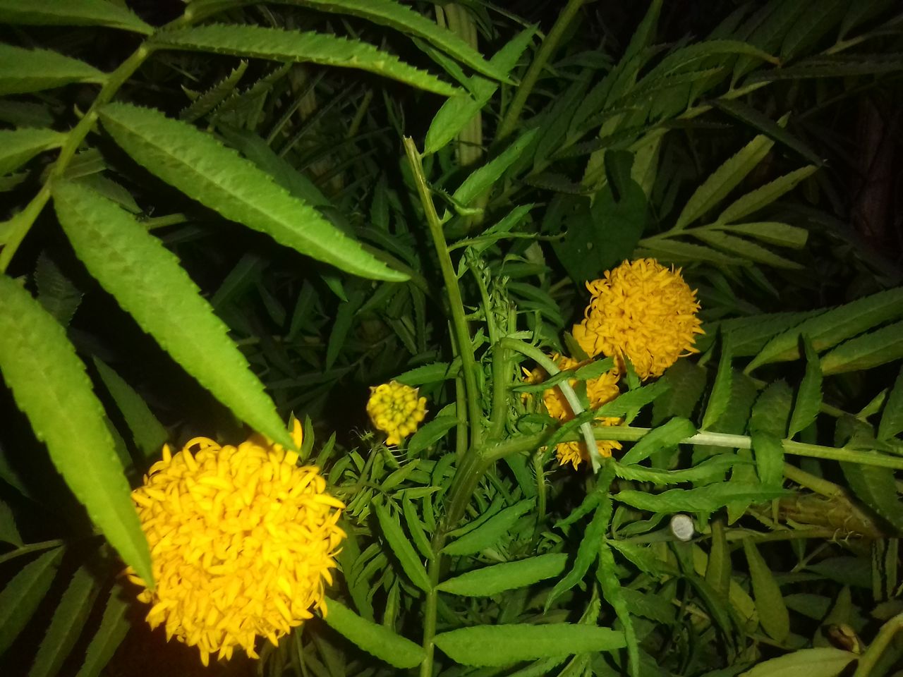 IMG_20181010_183912.jpg