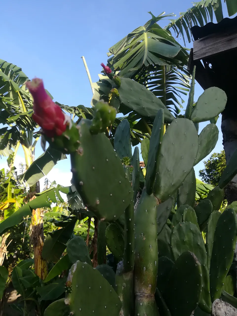 IMG_20190118_074109.jpg