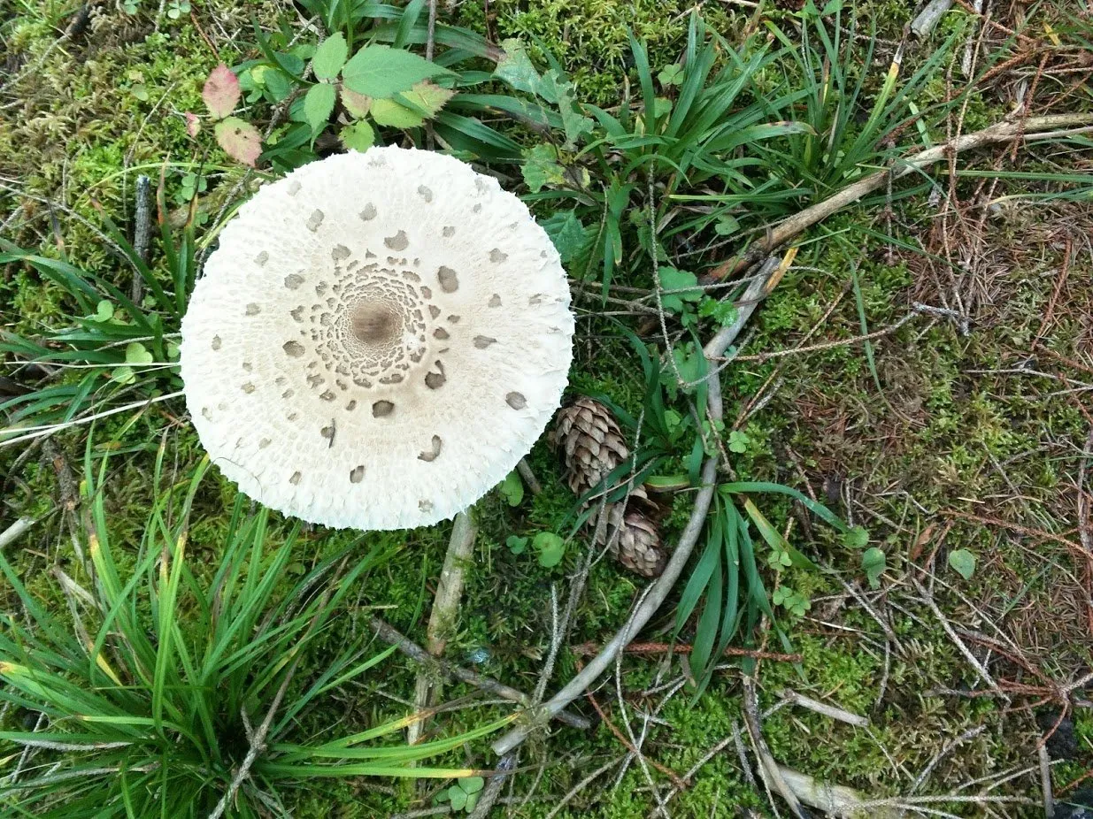 Macrolepiota procera, the parasol mushroom